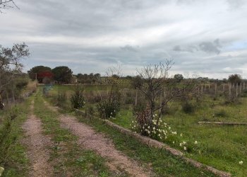 Giardino - Terreno agricolo CONTRADA PIANO EVOLI
 
sn, Caltagirone - foto 15