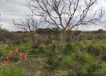 Giardino - Terreno agricolo CONTRADA PIANO EVOLI
 
sn, Caltagirone - foto 17