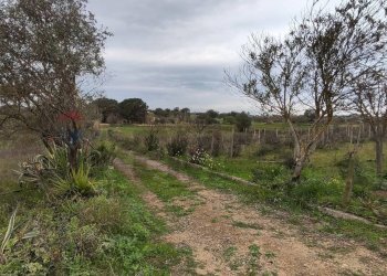 Giardino - Terreno agricolo CONTRADA PIANO EVOLI
 
sn, Caltagirone - foto 18