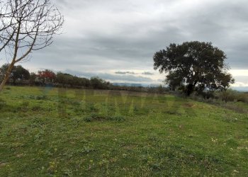 Giardino - Terreno agricolo CONTRADA PIANO EVOLI
 
sn, Caltagirone - foto 19