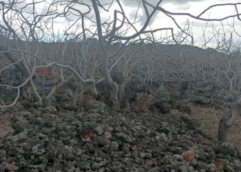 Non correlato - Villa SS 284, Bronte - foto 52