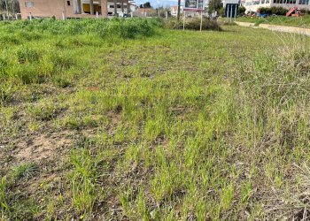 Giardino - Terreno edificabile Ripa Teatina - foto 6