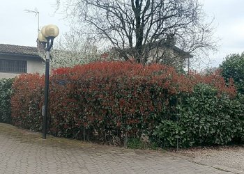 Giardino - Villa a Schiera Via Camillo aschieri
 
40, Pavia - foto 2