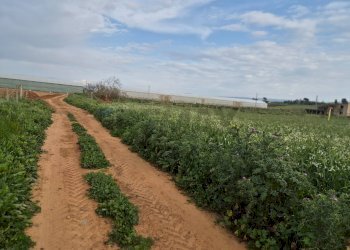 Giardino - Terreno agricolo Contrada Bonincontro, Vittoria - foto 4