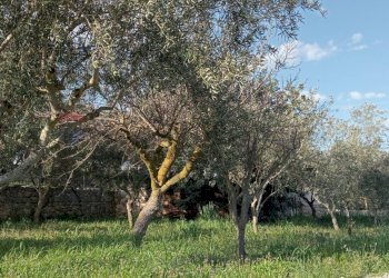 Giardino - Monolocale Modica - foto 4