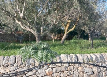 Giardino - Monolocale Modica - foto 5