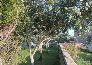 Giardino - Monolocale Modica - foto 6