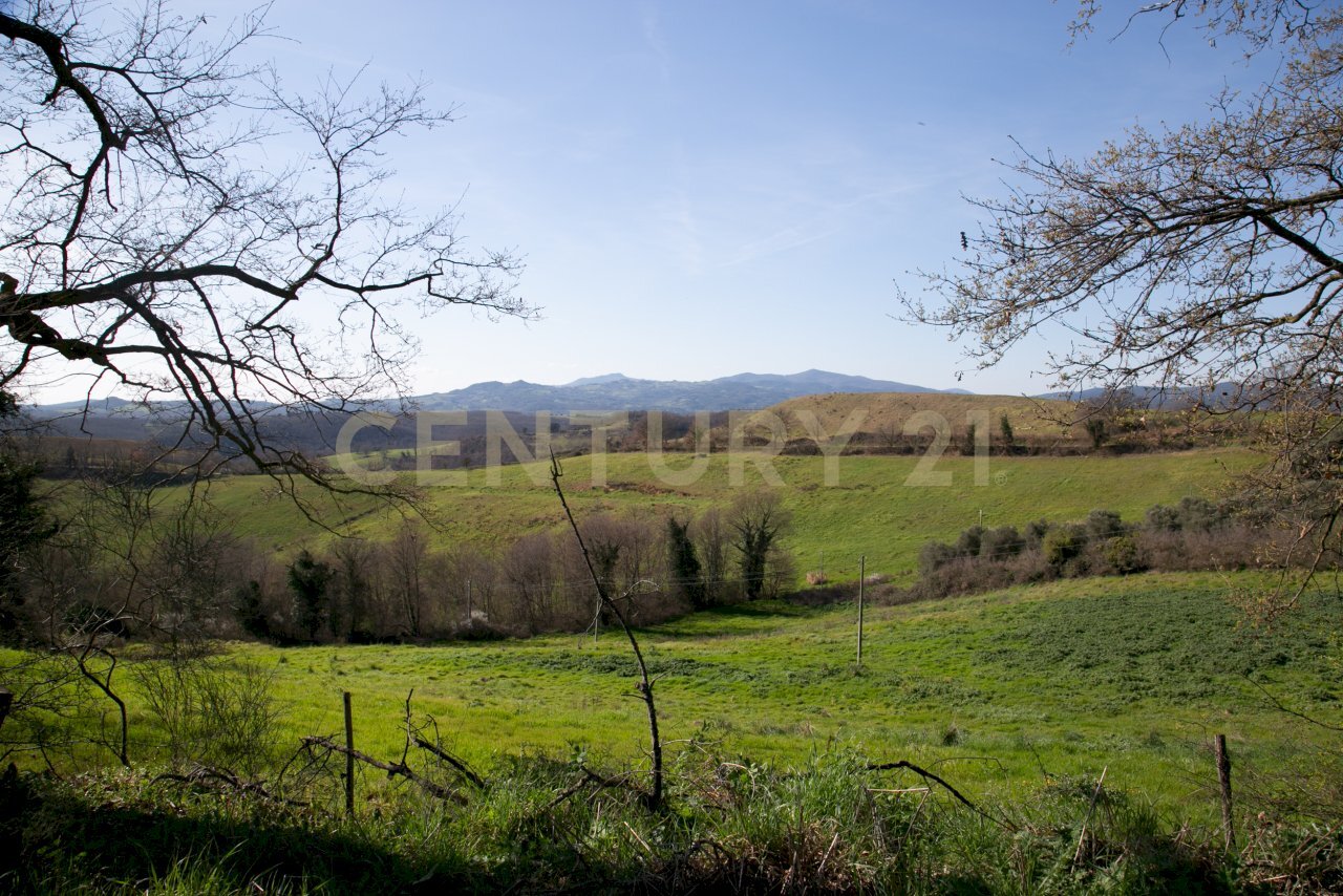 12-0012.jpg - Terreno agricolo località santa rosalia  snc, Civitella Paganico - foto 3