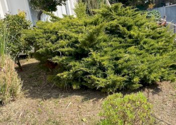 co8.jpg - Commercial Premises Sirolo - photo 8