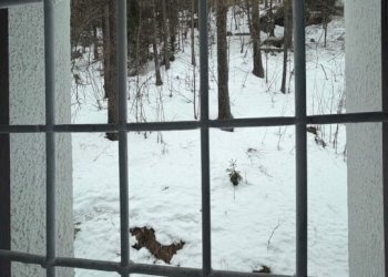 Monolocale Gressoney-la-Trinitè - foto 13