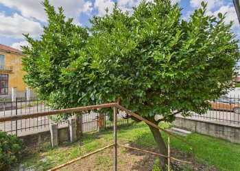 Giardino - Independent house via Roma
 
125, Giussago - photo 9