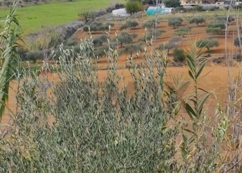 Vista delle montagne - Terreno edificabile contrada Regalseme
 
sn, Caltagirone - foto 5