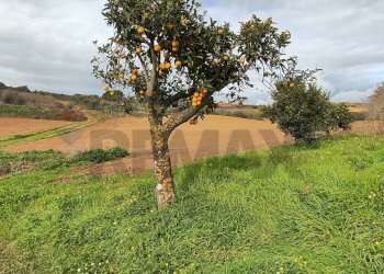 Giardino - Terreno edificabile contrada Regalseme
 
sn, Caltagirone - foto 8