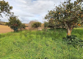 Giardino - Terreno edificabile contrada Regalseme
 
sn, Caltagirone - foto 9