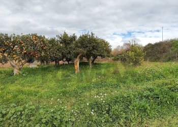 Giardino - Terreno edificabile contrada Regalseme
 
sn, Caltagirone - foto 13