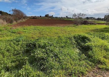 Giardino - Terreno edificabile contrada Regalseme
 
sn, Caltagirone - foto 18