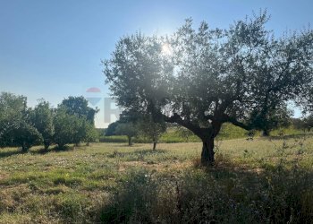 Giardino - Loft C/DA CASALE
 
35, Moscufo - foto 20