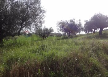 Giardino - Loft C/DA CASALE
 
35, Moscufo - foto 21