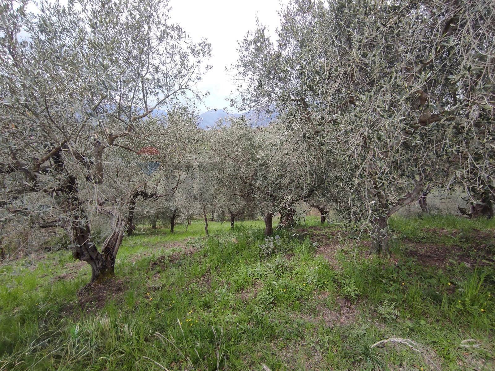 Giardino - Terreno agricolo Foglianise - foto 2