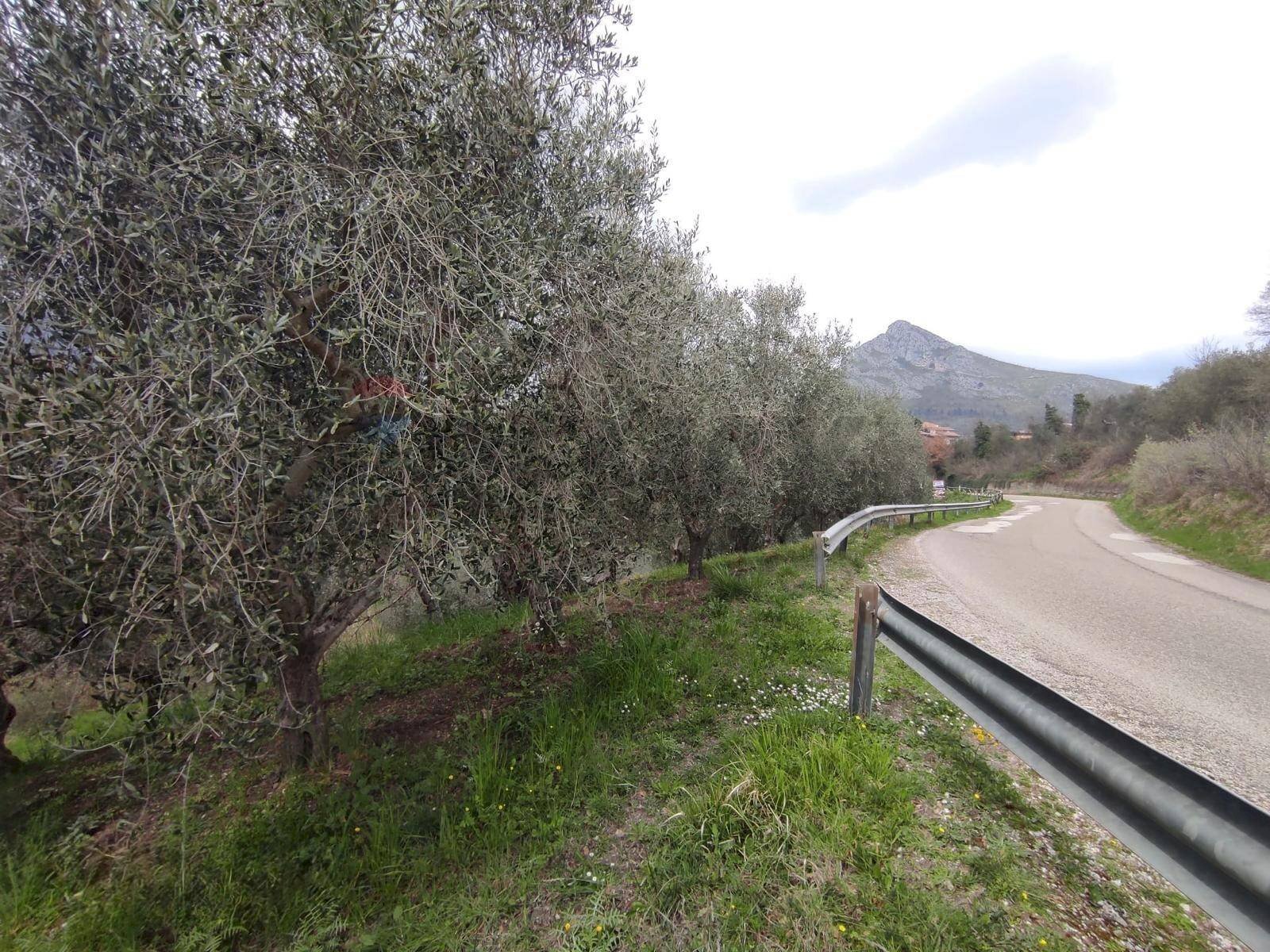 Giardino - Terreno agricolo Foglianise - foto 3