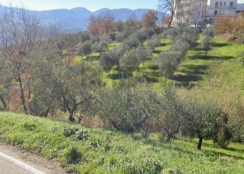 Vista delle montagne - Terreno agricolo Foglianise - foto 1