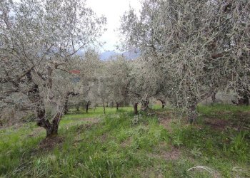 Giardino - Terreno agricolo Foglianise - foto 2