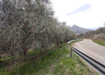 Giardino - Terreno agricolo Foglianise - foto 3