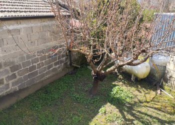 Giardino - Casa semi indipendente Roccamonfina - foto 12