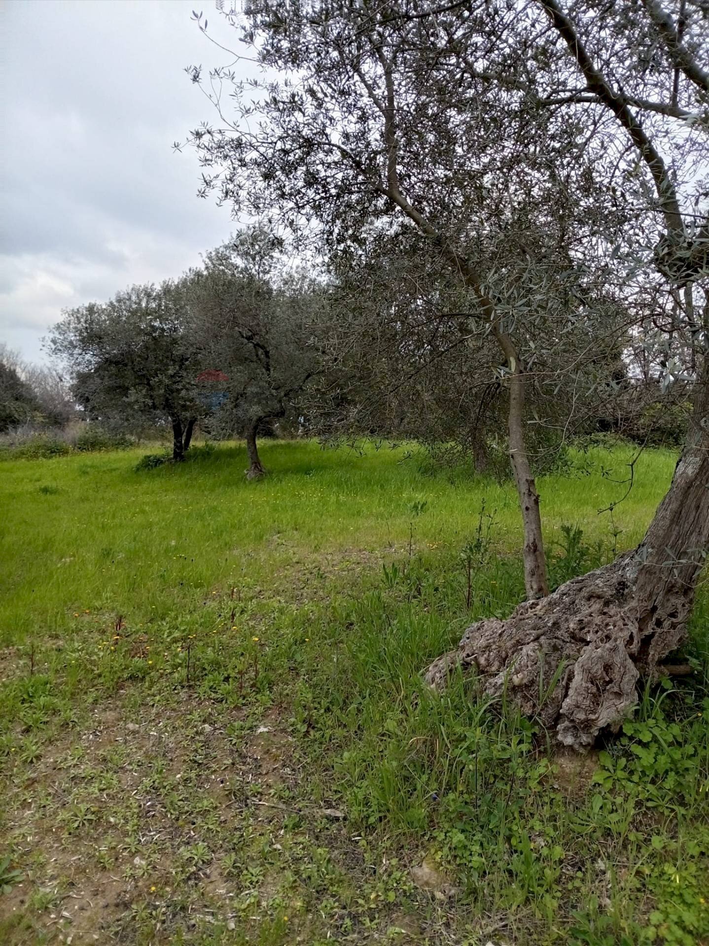Giardino - Terreno agricolo Strada Comunale Carpineto, Larino - foto 1