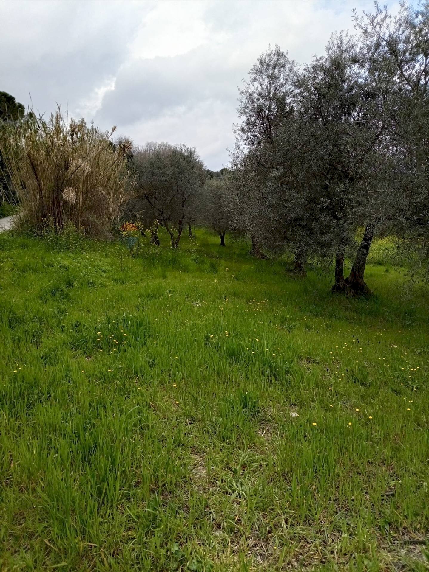 Giardino - Terreno agricolo Strada Comunale Carpineto, Larino - foto 2