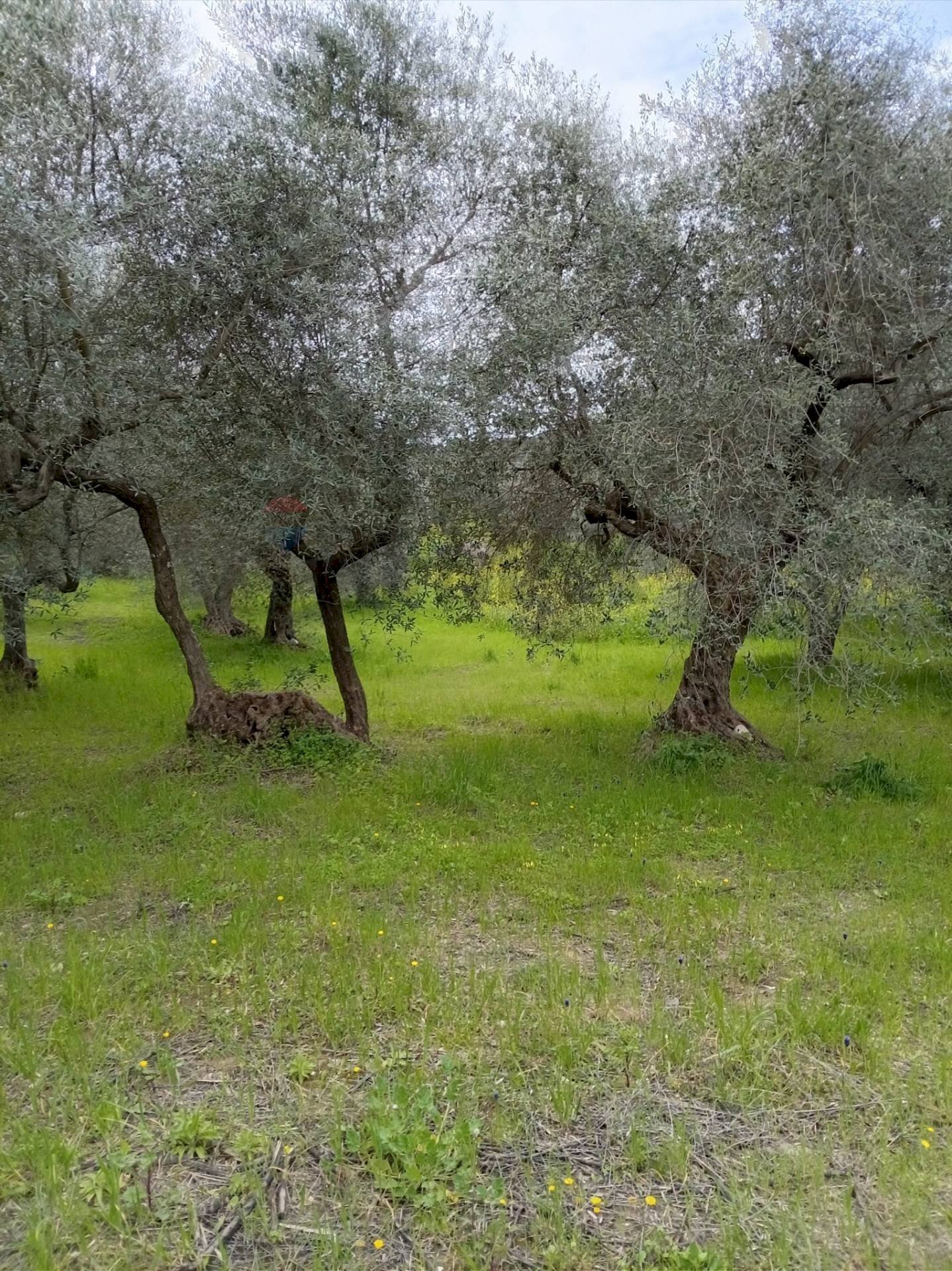 Giardino - Terreno agricolo Strada Comunale Carpineto, Larino - foto 3