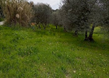 Giardino - Terreno agricolo Strada Comunale Carpineto, Larino - foto 2