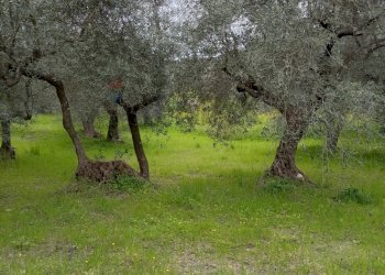 Giardino - Terreno agricolo Strada Comunale Carpineto, Larino - foto 3