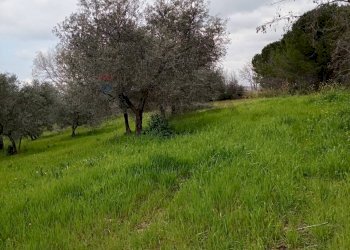 Giardino - Terreno agricolo Strada Comunale Carpineto, Larino - foto 4