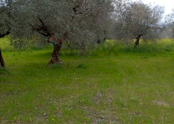 Giardino - Terreno agricolo Strada Comunale Carpineto, Larino - foto 5