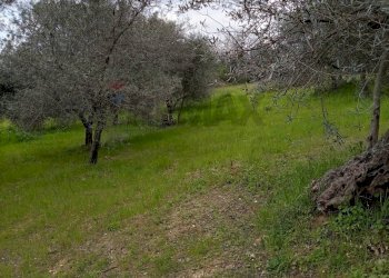 Giardino - Terreno agricolo Strada Comunale Carpineto, Larino - foto 6