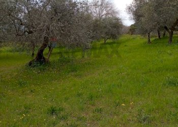 Giardino - Terreno agricolo Strada Comunale Carpineto, Larino - foto 7