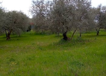 Giardino - Terreno agricolo Strada Comunale Carpineto, Larino - foto 8