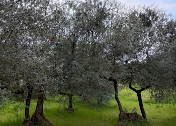 Giardino - Terreno agricolo Strada Comunale Carpineto, Larino - foto 9