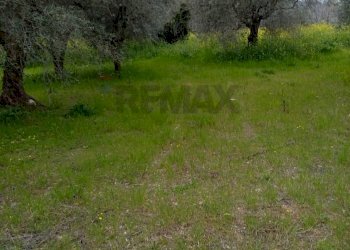 Giardino - Terreno agricolo Strada Comunale Carpineto, Larino - foto 11