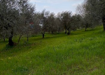 Giardino - Terreno agricolo Strada Comunale Carpineto, Larino - foto 12