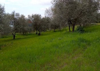 Giardino - Terreno agricolo Strada Comunale Carpineto, Larino - foto 13