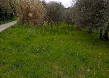 Giardino - Terreno agricolo Strada Comunale Carpineto, Larino - foto 14