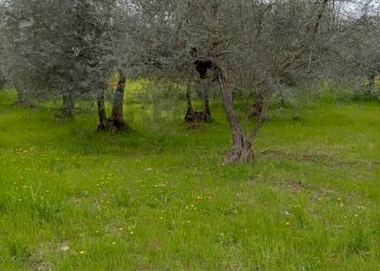 Giardino - Terreno agricolo Strada Comunale Carpineto, Larino - foto 15