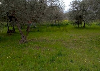 Giardino - Terreno agricolo Strada Comunale Carpineto, Larino - foto 16