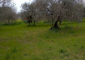 Giardino - Terreno agricolo Strada Comunale Carpineto, Larino - foto 17