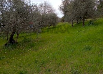 Giardino - Terreno agricolo Strada Comunale Carpineto, Larino - foto 18