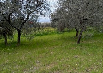 Giardino - Terreno agricolo Strada Comunale Carpineto, Larino - foto 19