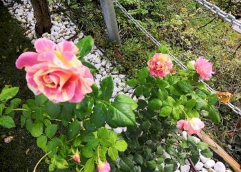 Giardino - Four-room apartment via Ginetta Chirici, Monzuno - photo 6