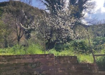 Giardino - Casa indipendente vico I San Venere, 30 - 32, Lauria - foto 25